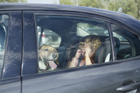 Bild vergr��ern: Hinweis: Kinder und Hunde bei Hitze nicht im Fahrzeug zur�cklassen